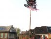 07_Maibaum_in_Rheinbach_2014.jpg